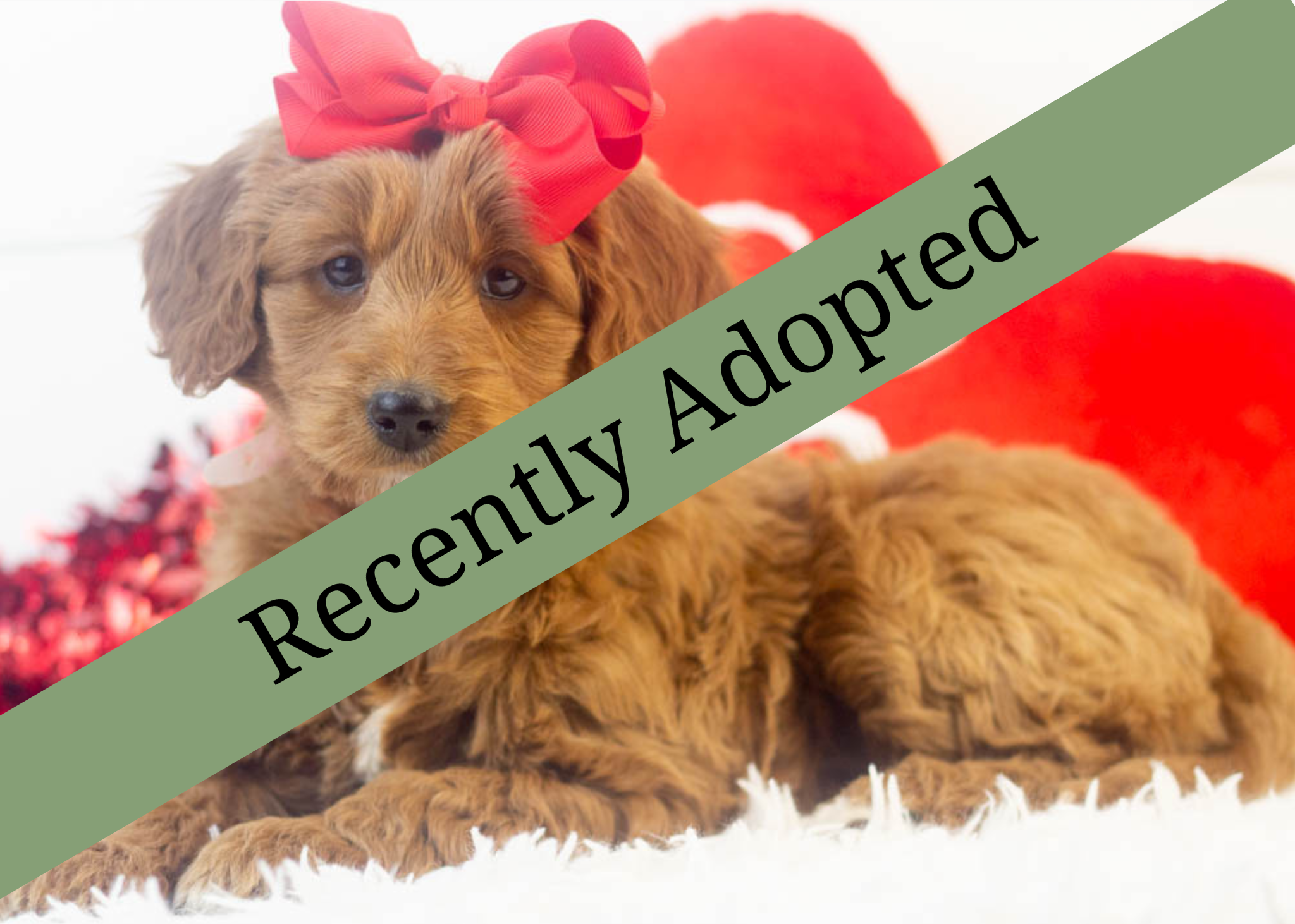 goldendoodle for sale