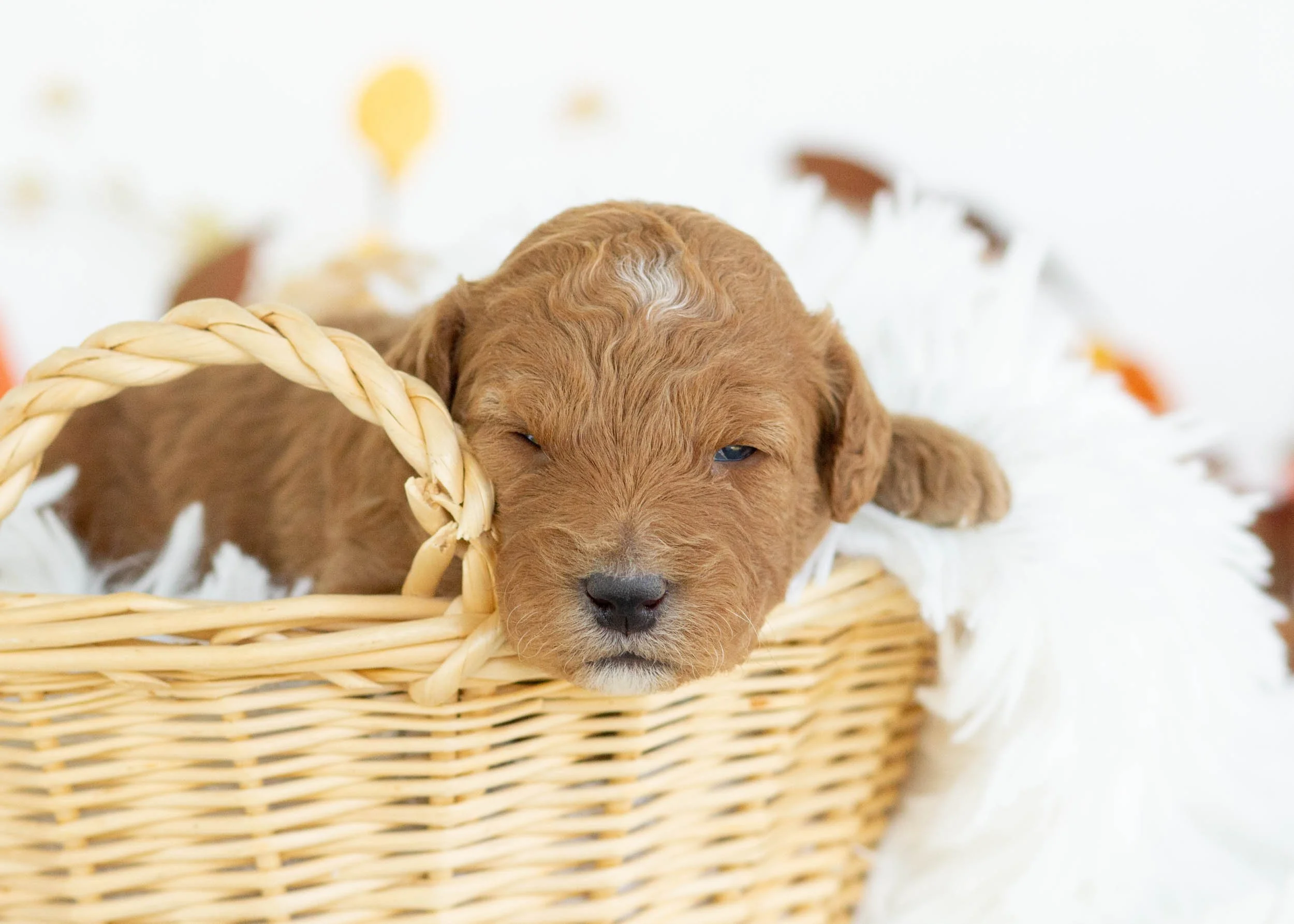 Prada goldendoodle for sale(3).jpg