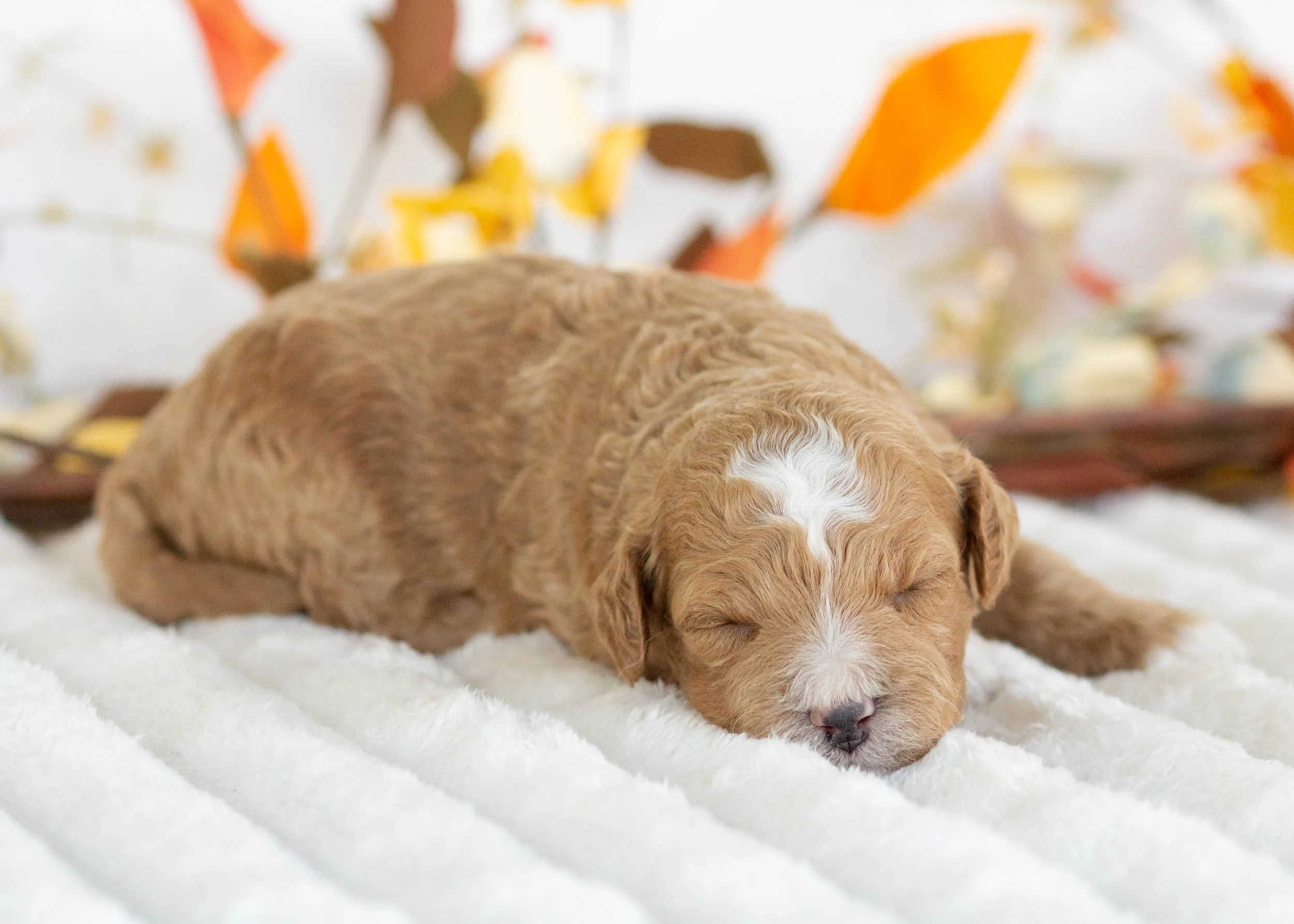 Fendi goldendoodle for sale(1).jpg