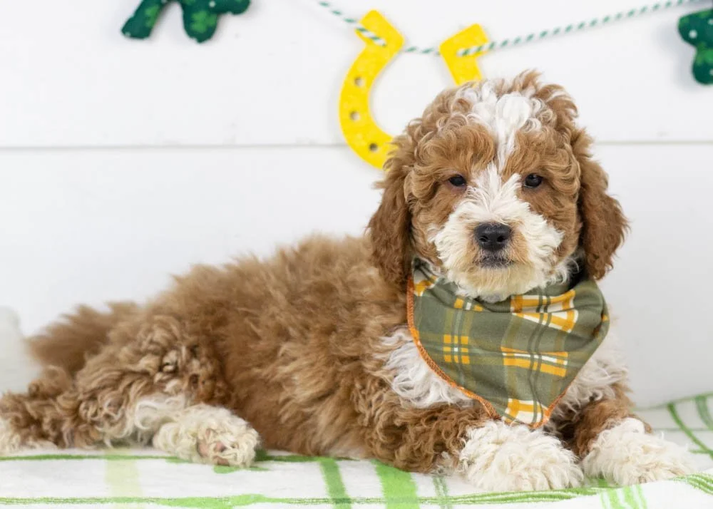 Buzz goldendoodle for sale(3).jpg