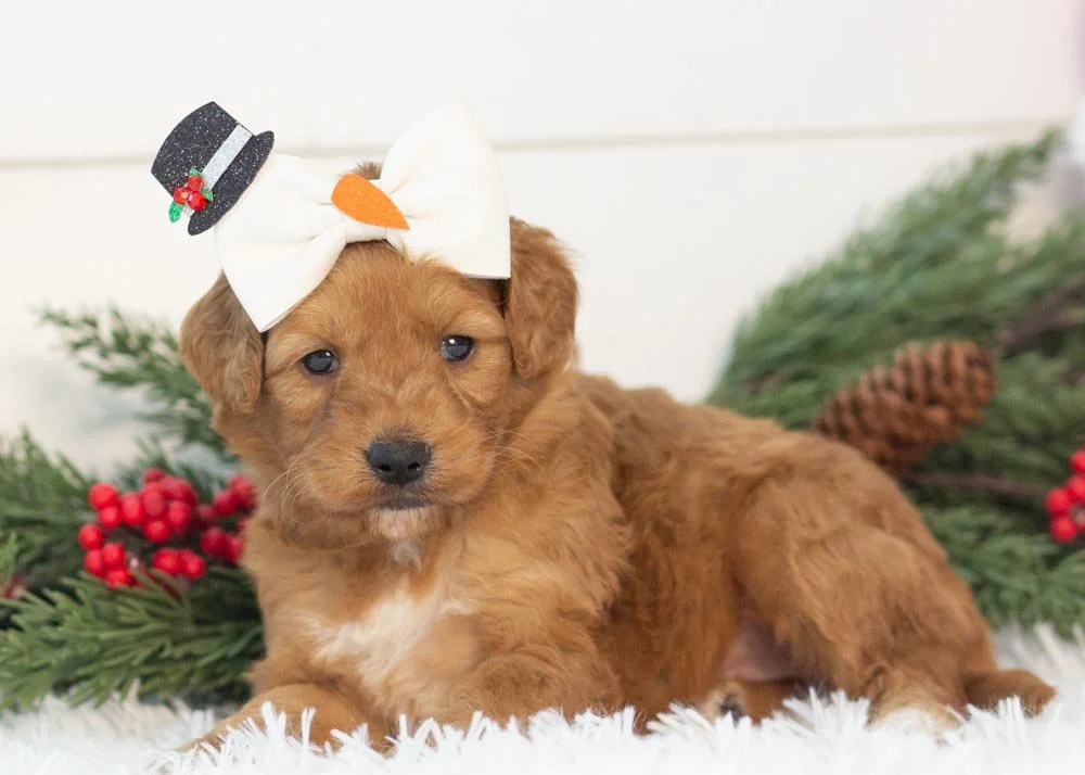 Pistachio goldendoodle for sale(3).jpg