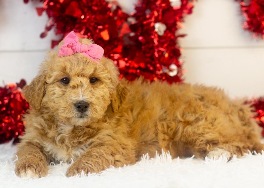 goldendoodle for sale
