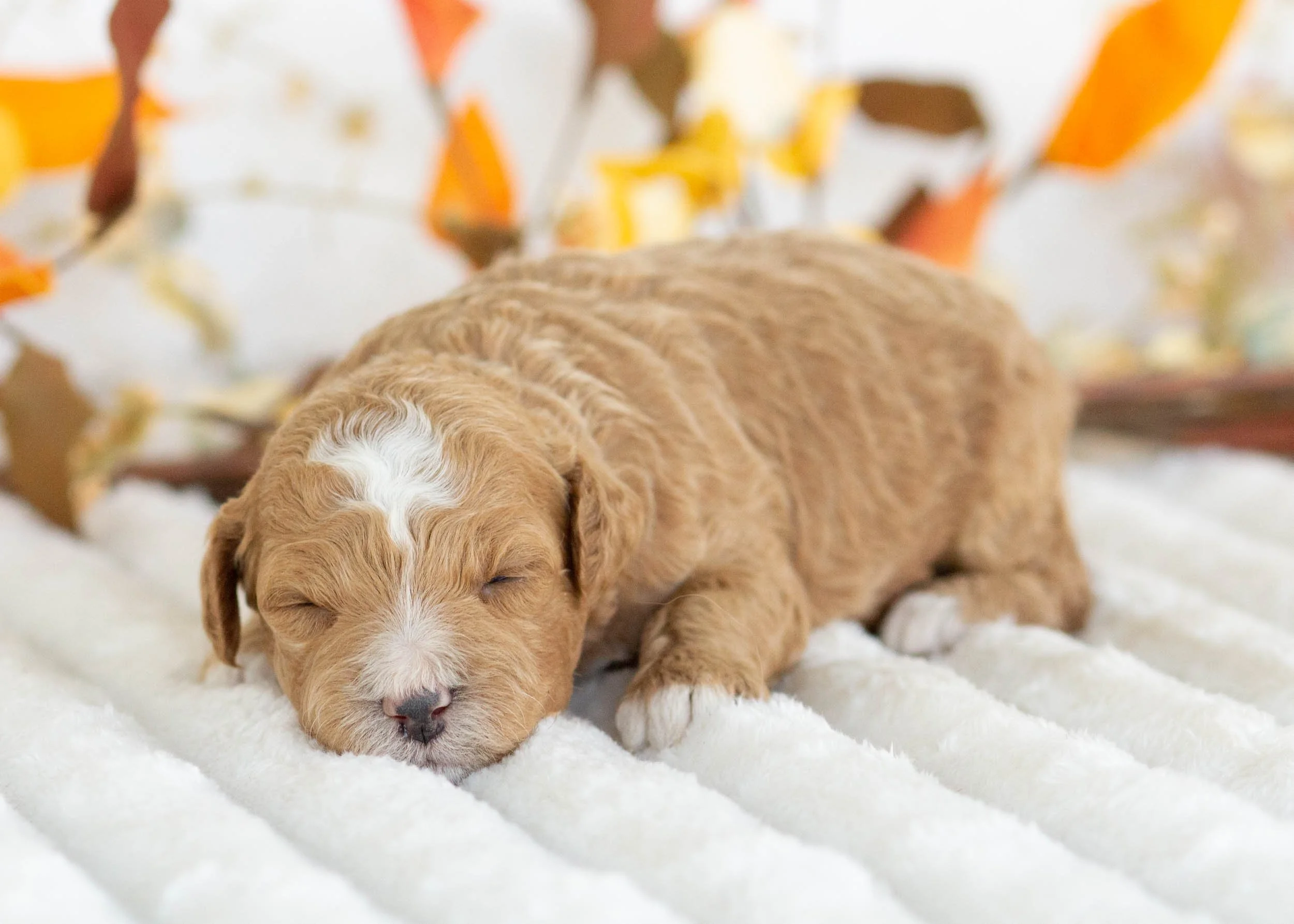 Fendi goldendoodle for sale.jpg
