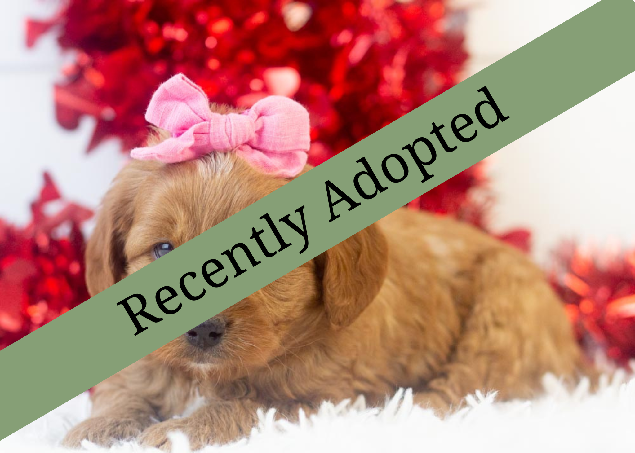 goldendoodle for sale