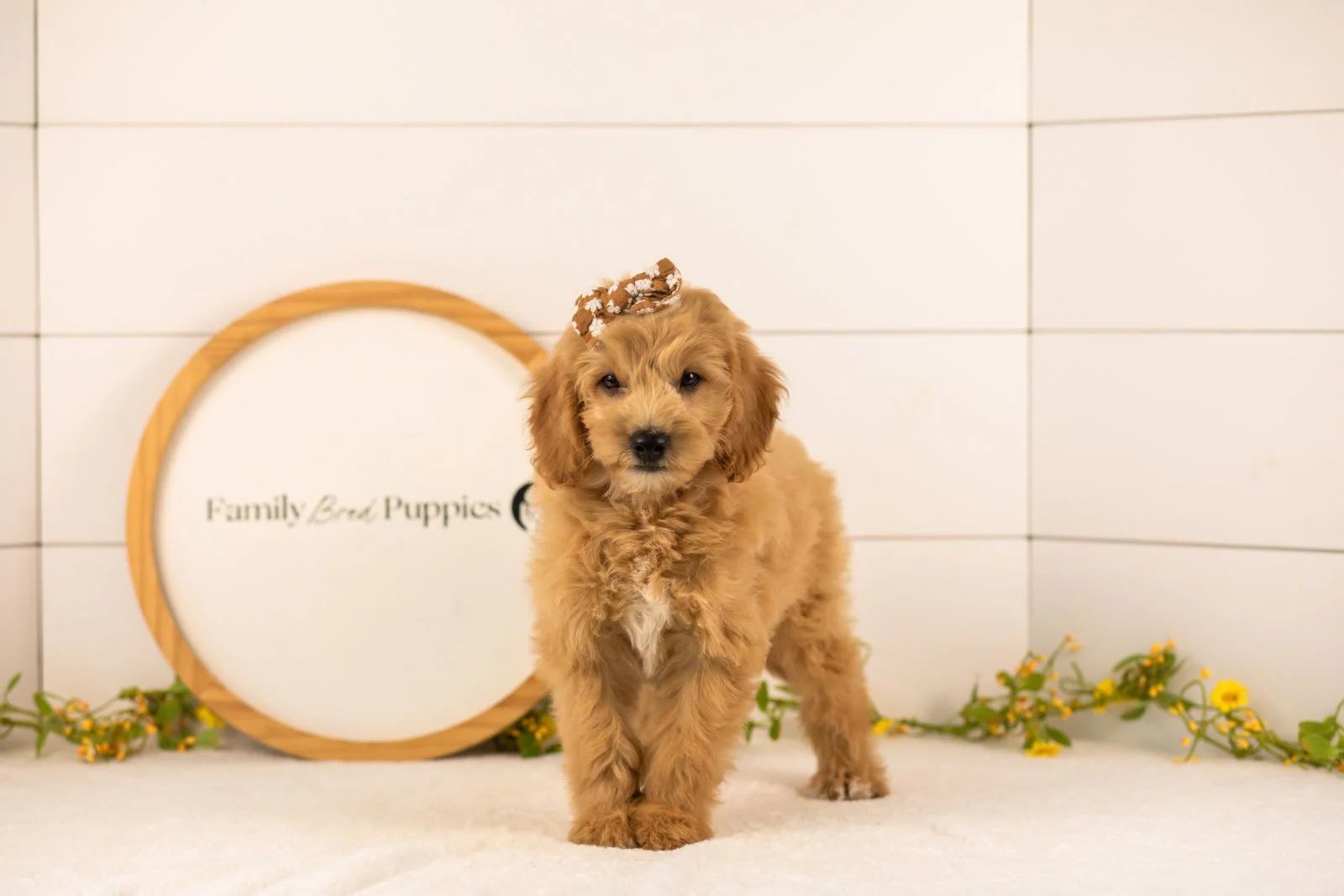 Marty goldendoodle for sale(2).jpg