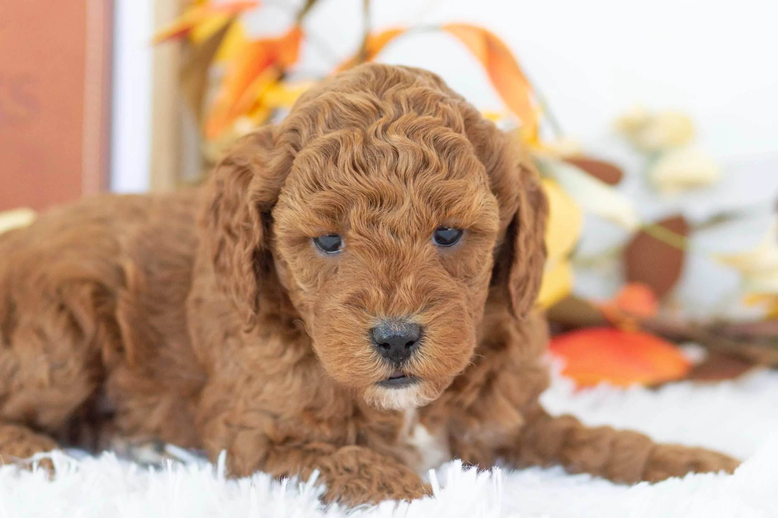 palazzo goldendoodle for sale(1).jpg