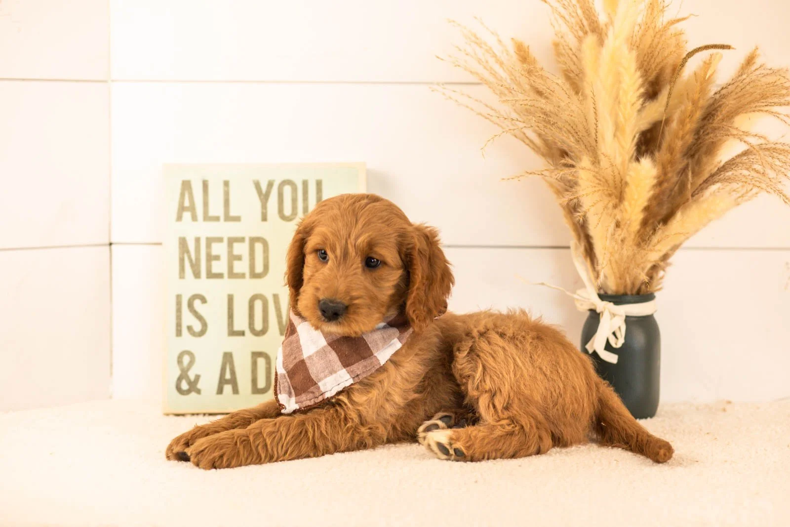 Owen goldendoodle for sale(1).jpg