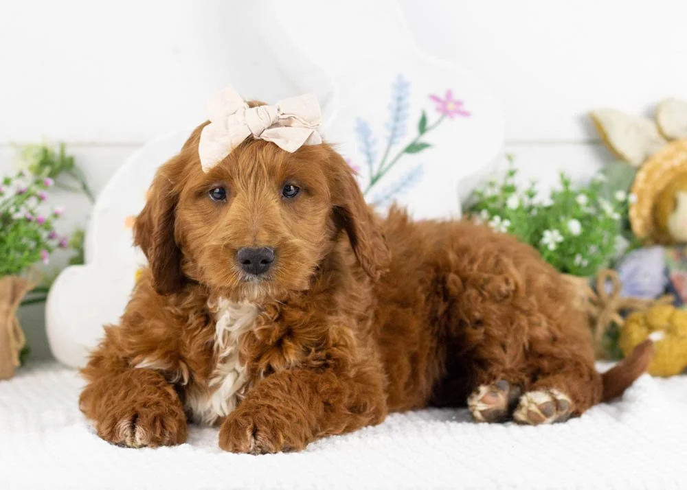 lullaby goldendoodle for sale.jpg