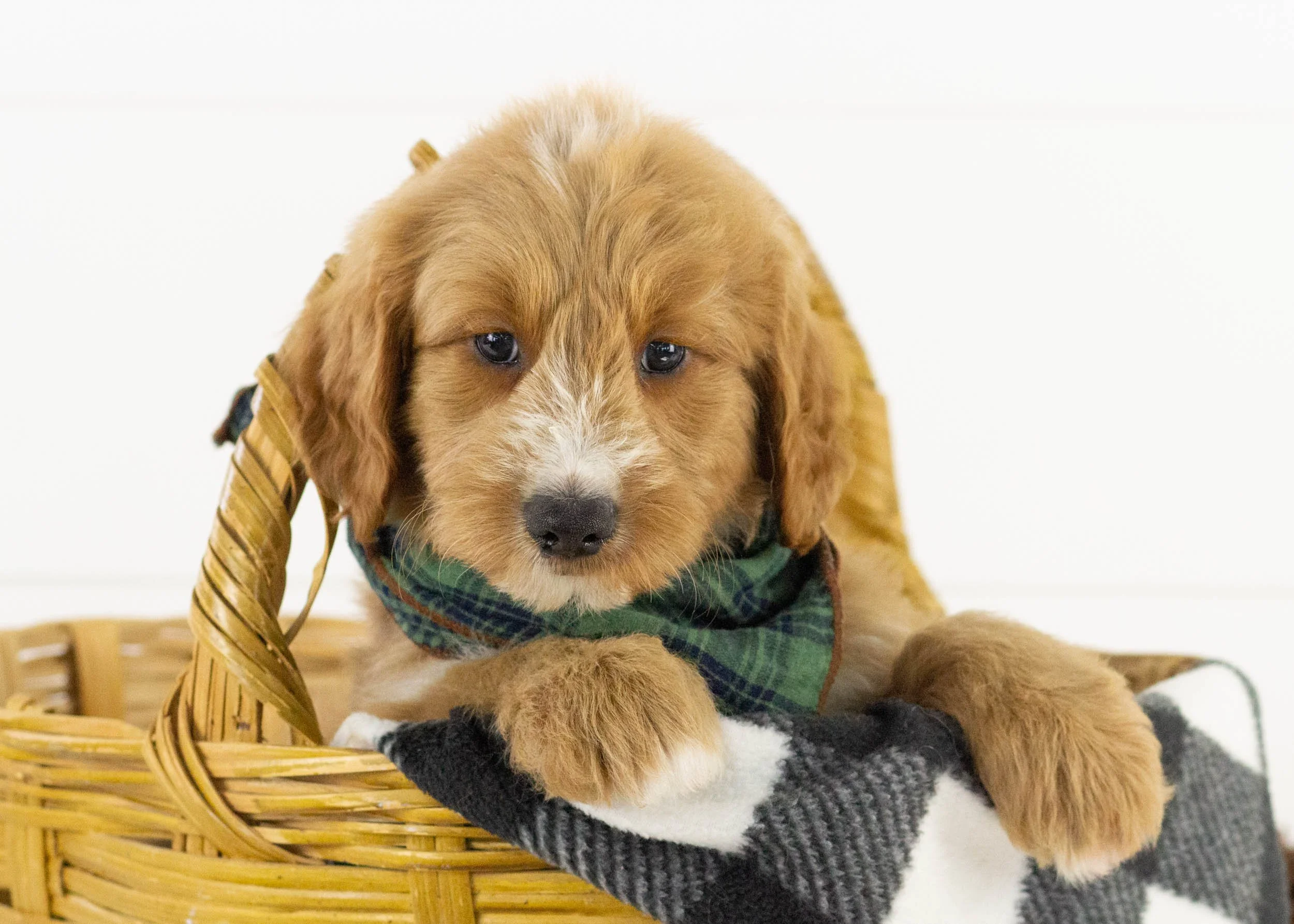 Lark goldendoodle for sale(2).jpg