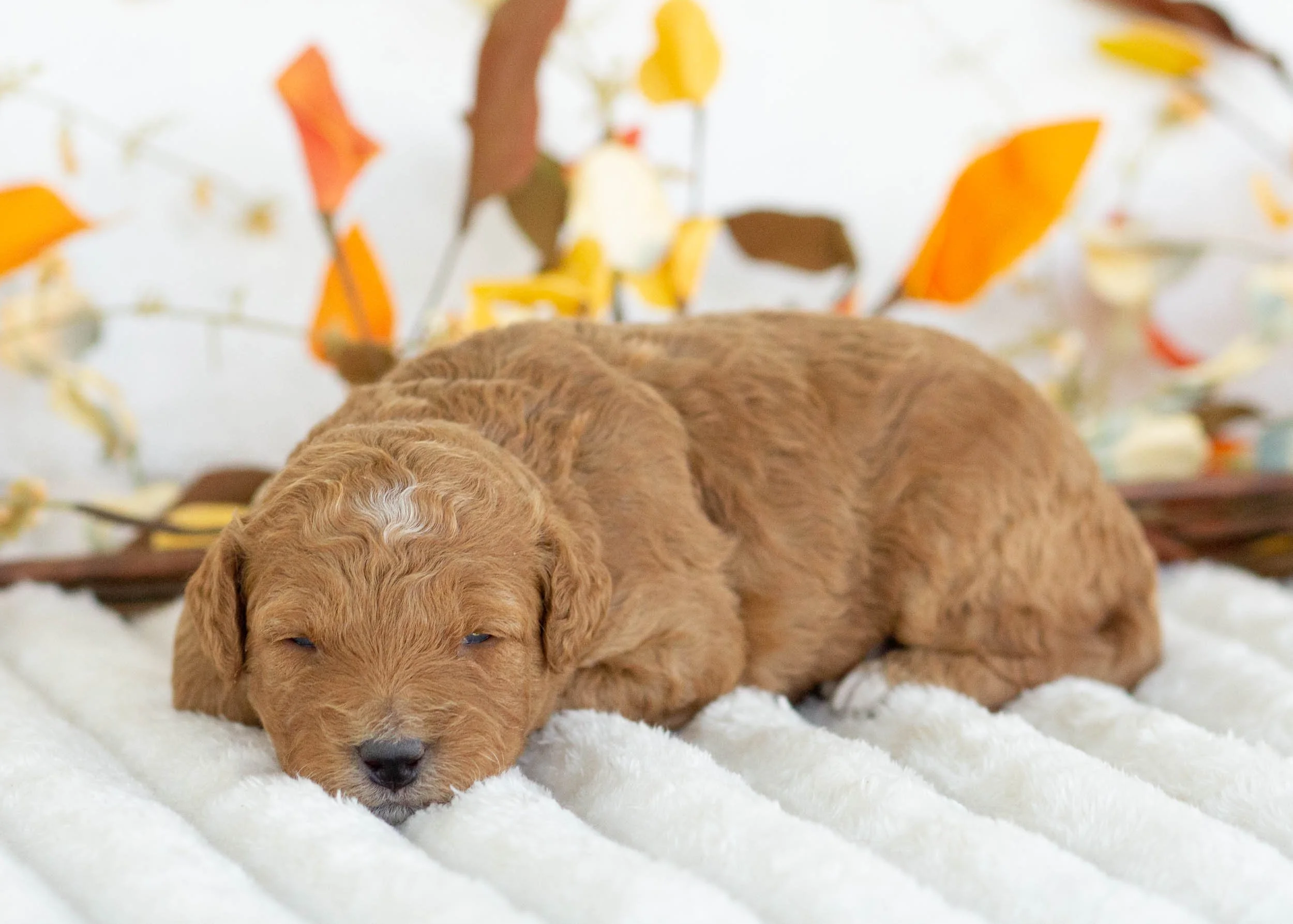 Prada goldendoodle for sale(1).jpg