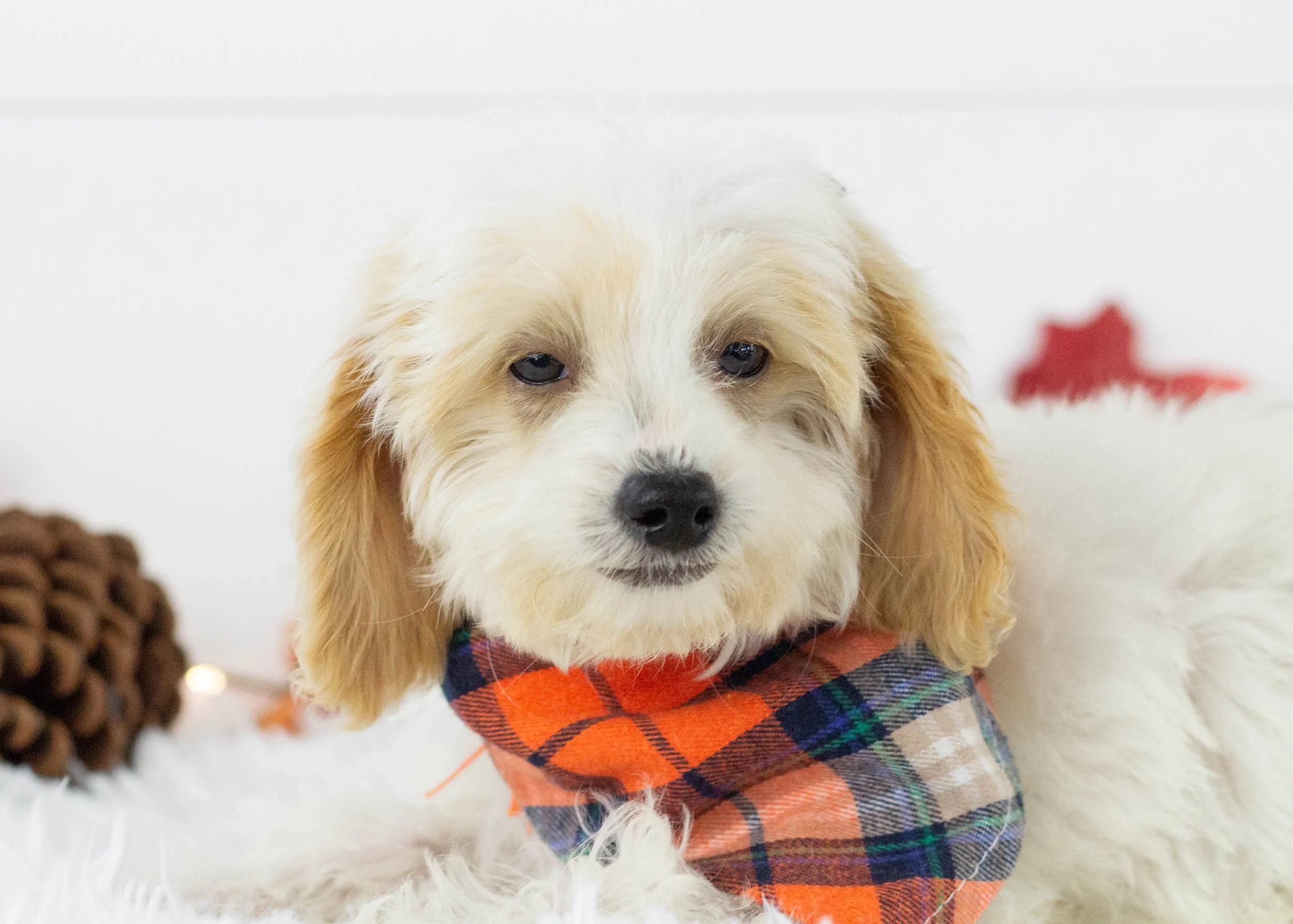 Hugo goldendoodle for sale(3).jpg