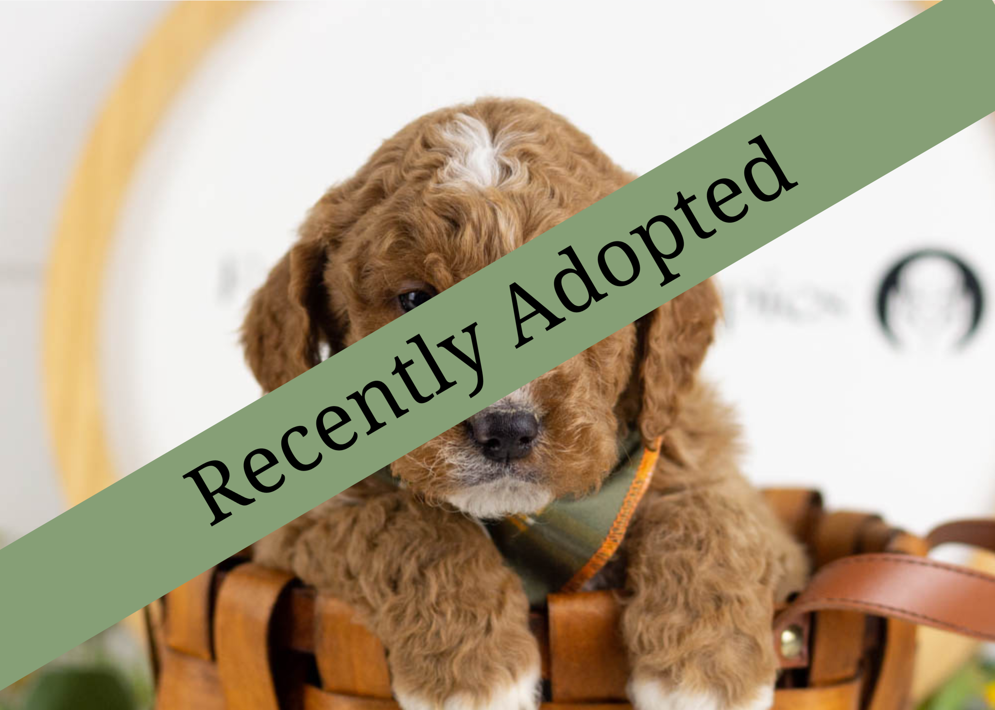 goldendoodle for sale