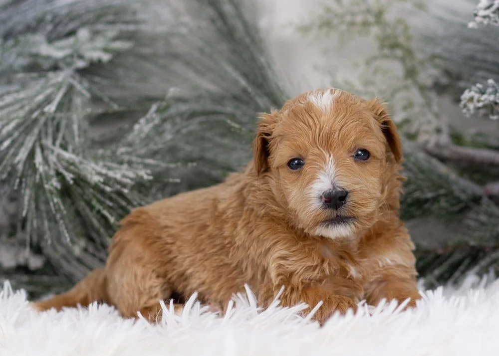 Moose goldendoodle for sale(2).jpg