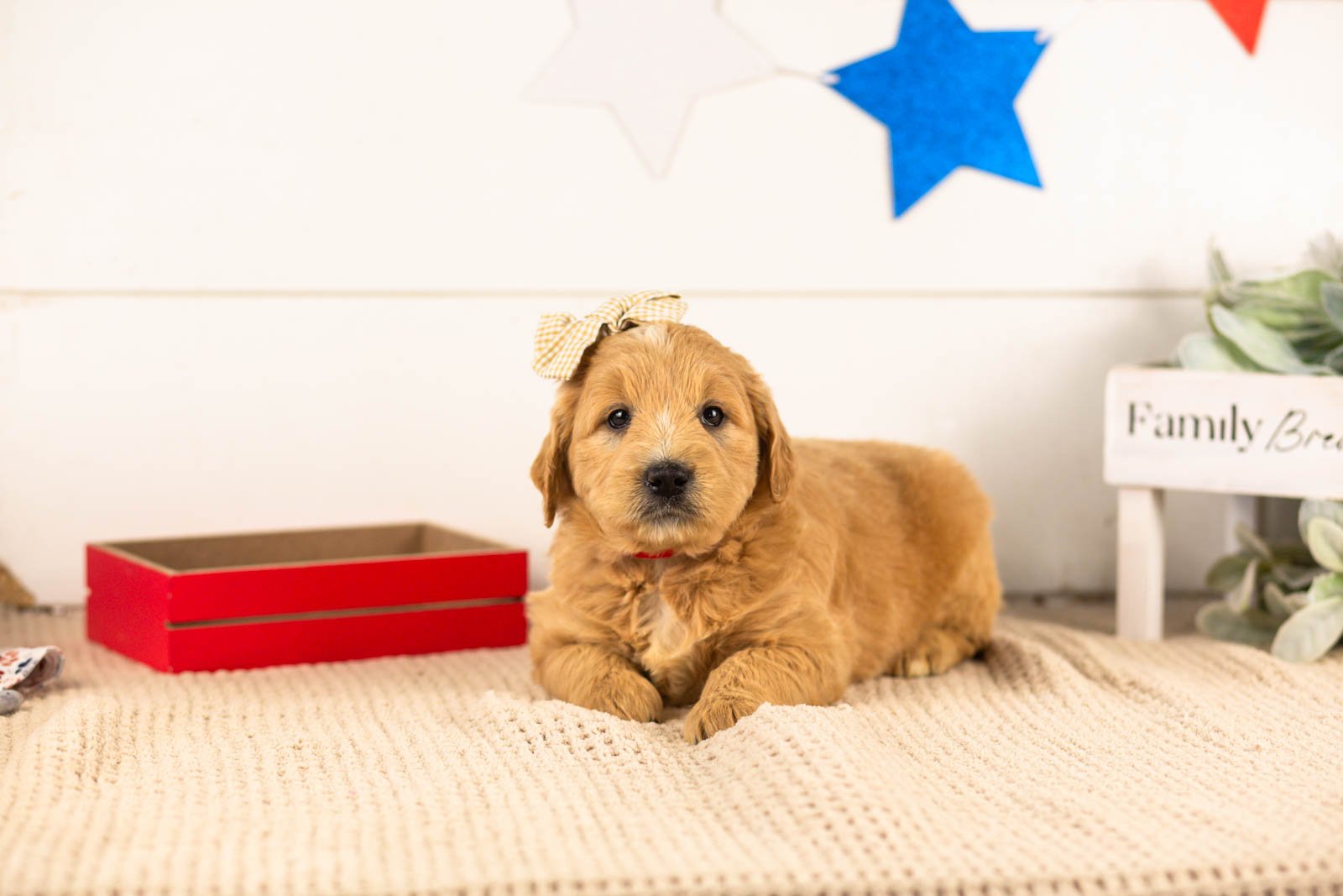 eowyn goldendoodle for sale(1).jpg