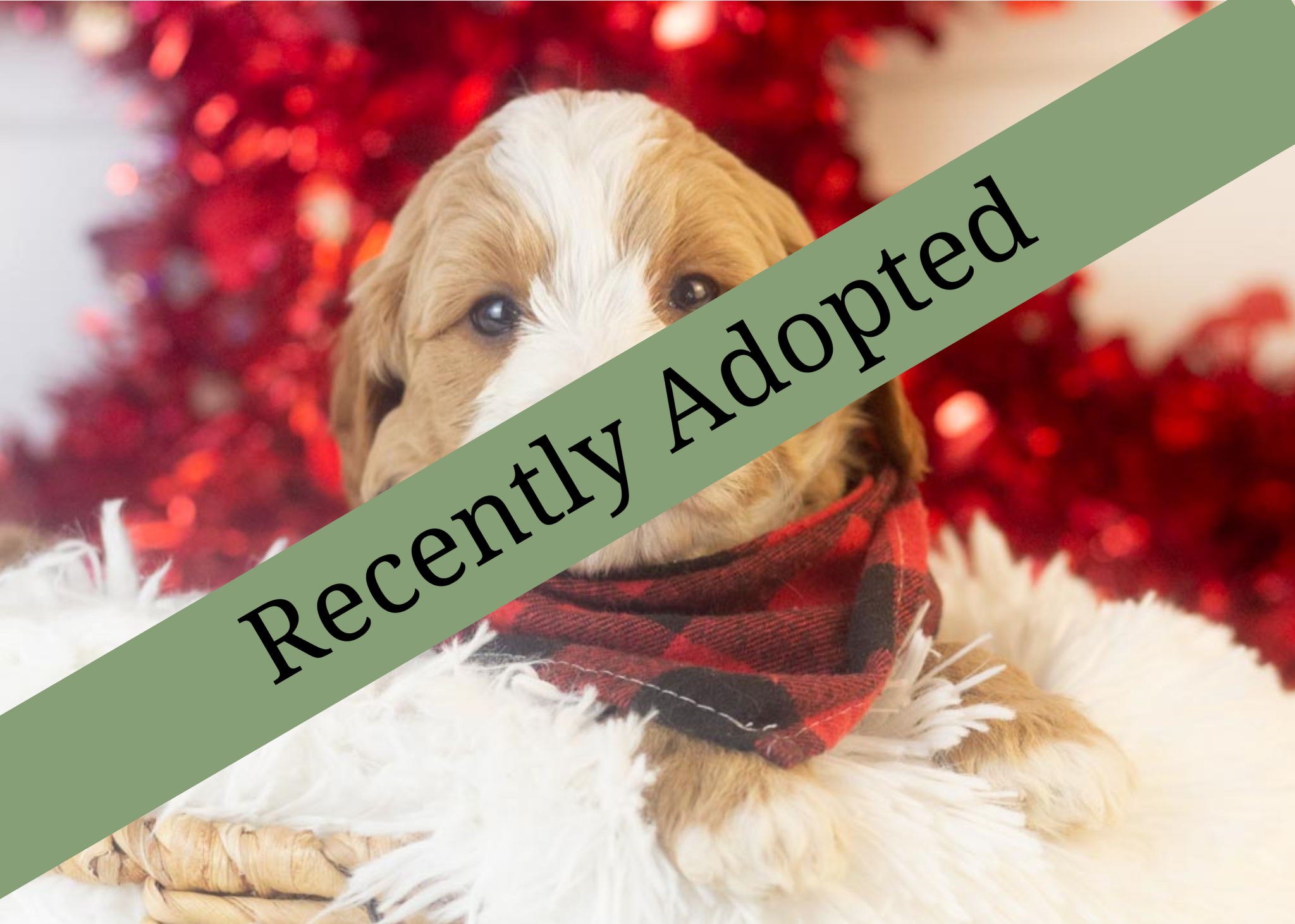 goldendoodle for sale