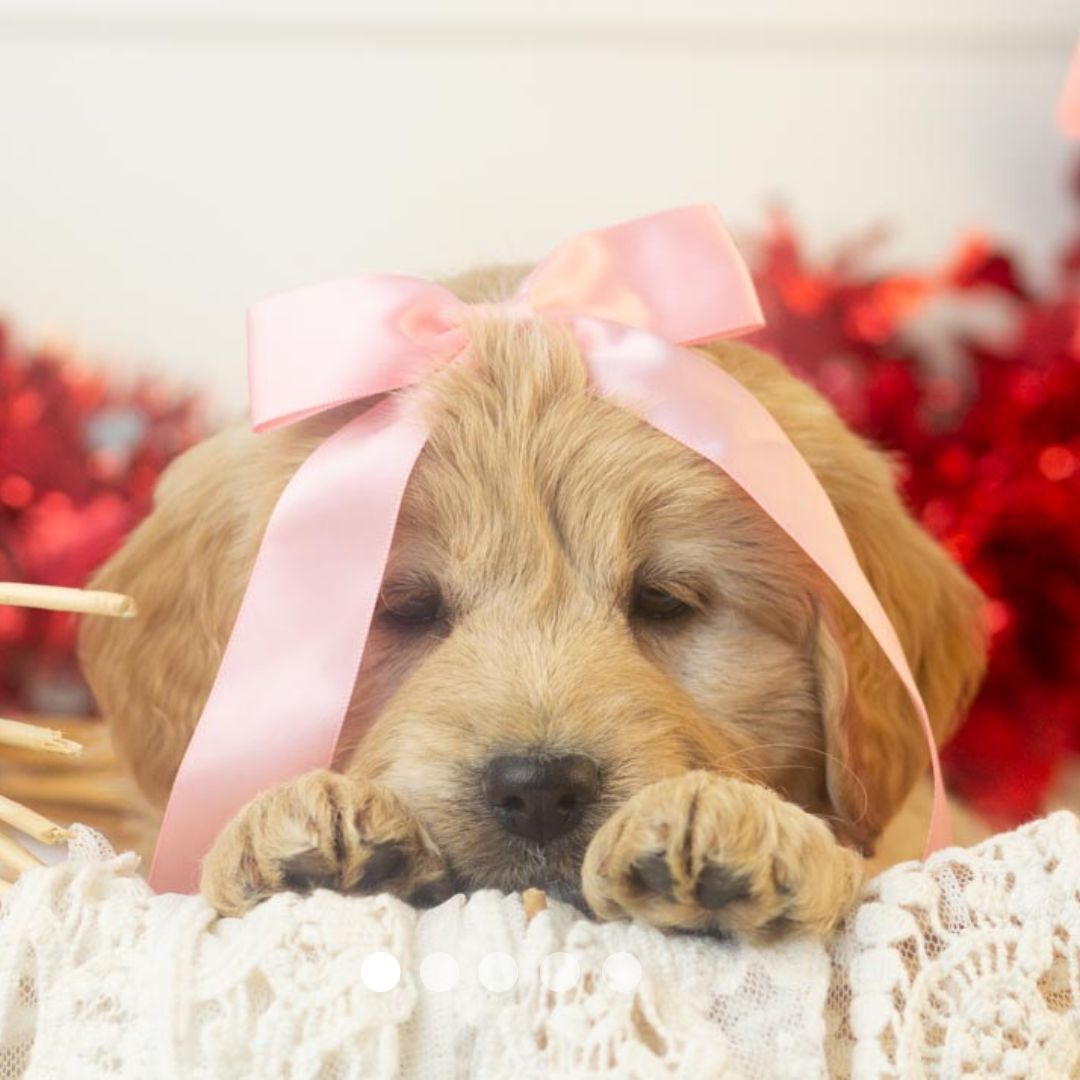 Copy of FBP Design.png