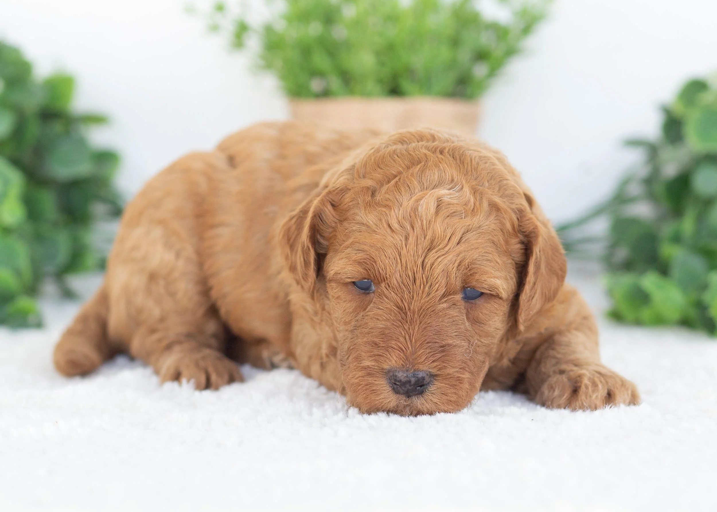 Cove Goldendoodle for sale(2).jpg