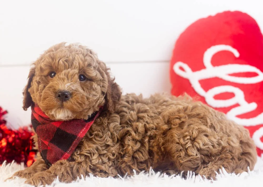 Blake goldendoodle for sale.jpg