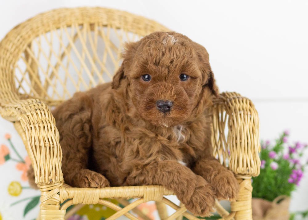 goldendoodle for sale