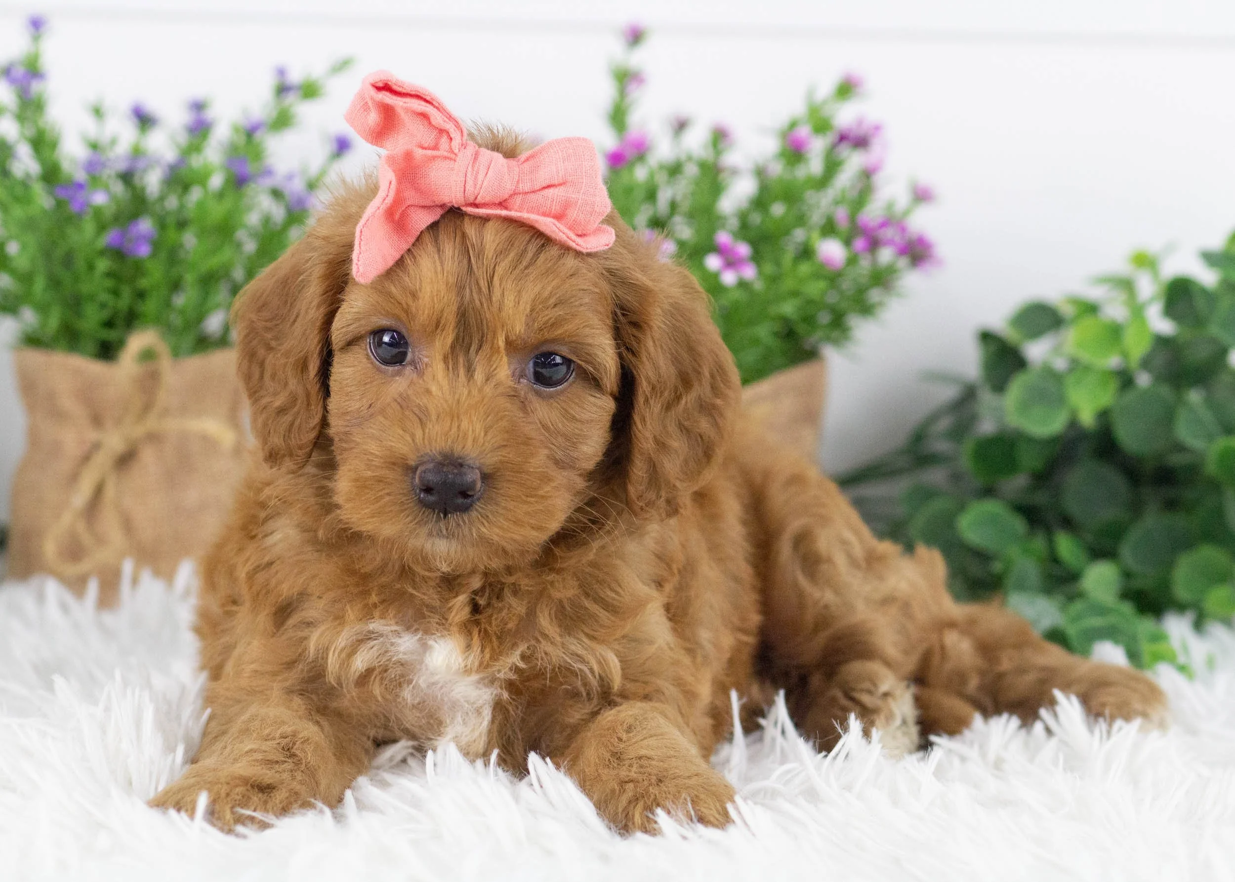 Haven Goldendoodle for sale(1).jpg