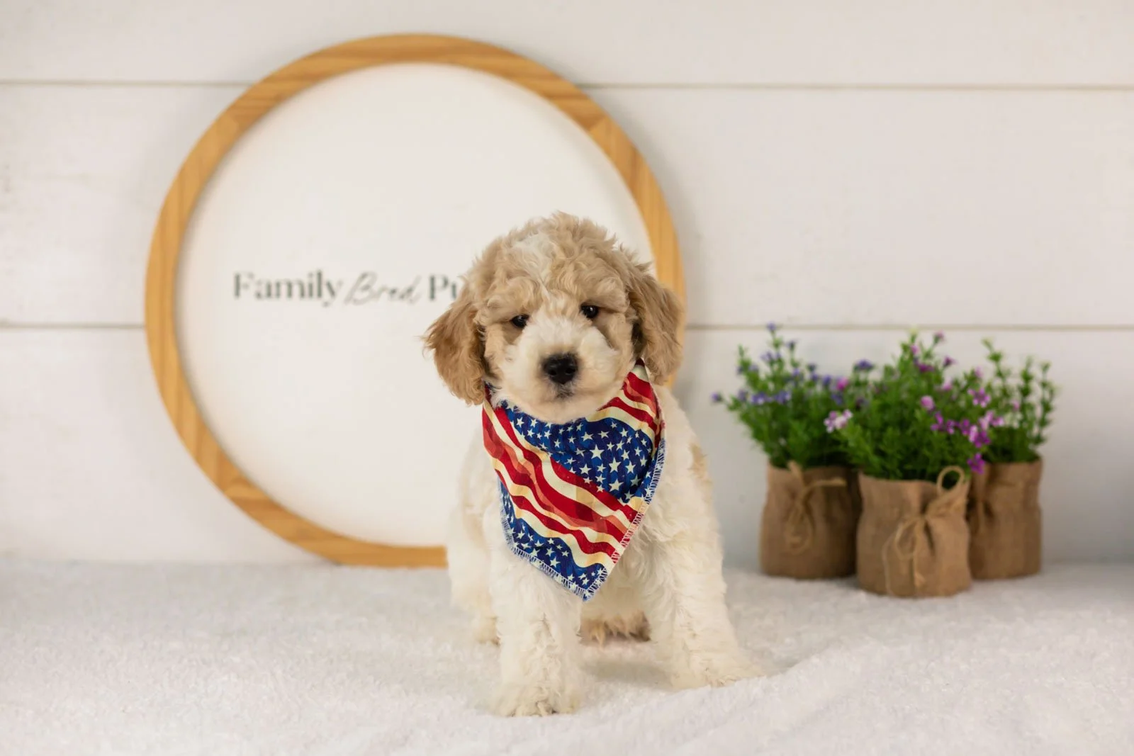 Dirby goldendoodle for sale(1).jpg