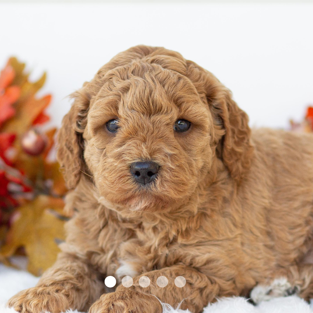 Copy of FBP Design.png