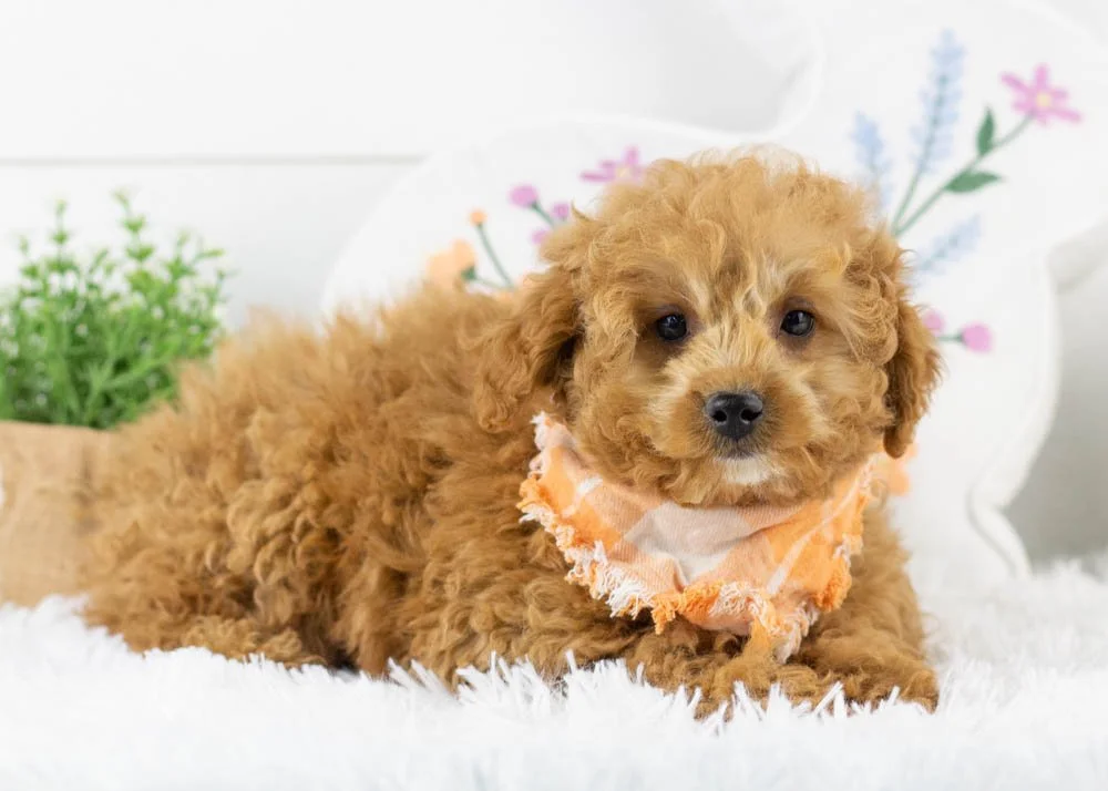 Vonda 12-15-25 Vinnie 5.80.jpg