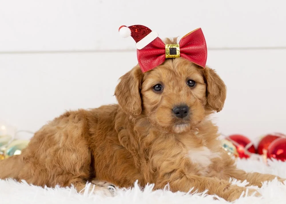 Pistachio Goldendoodle for sale(3).jpg