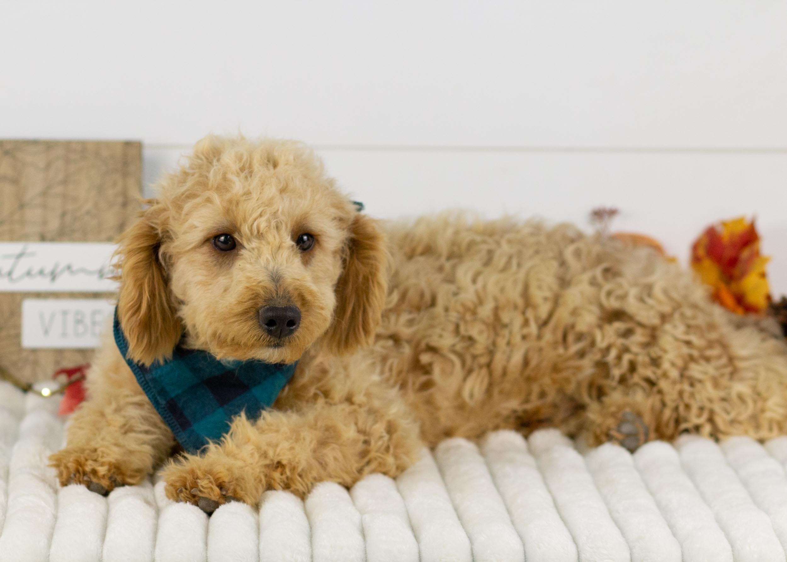 frankie goldendoodle for sale(1).jpg