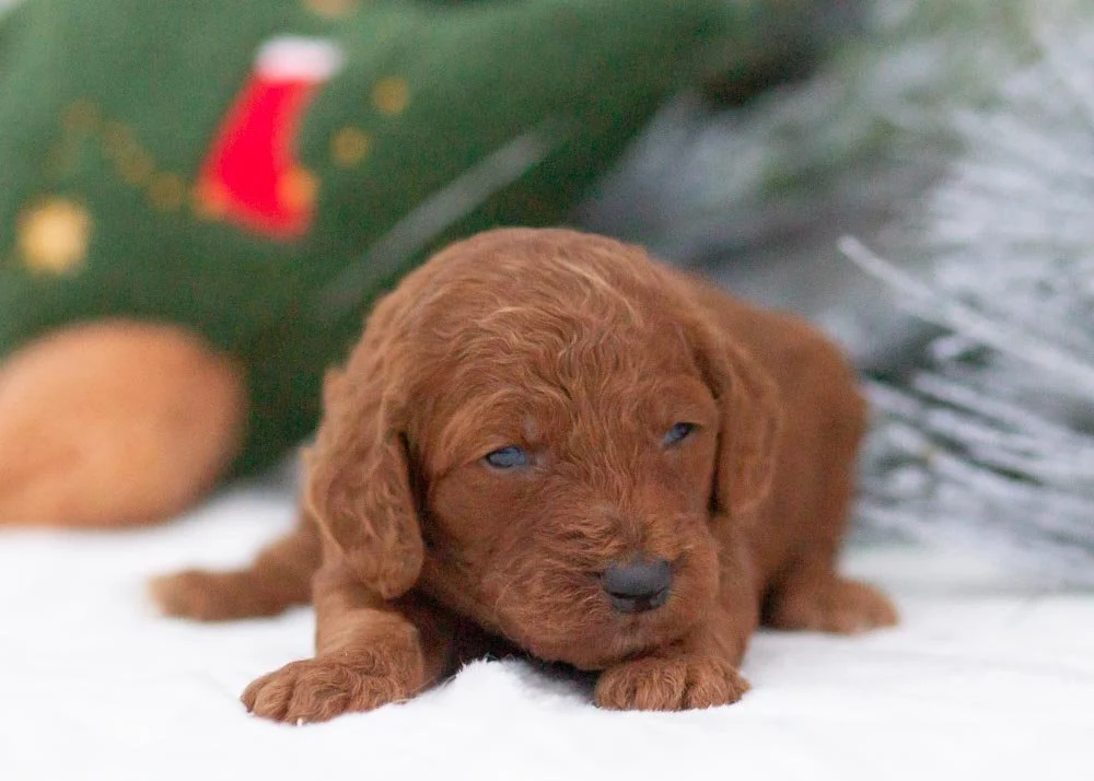 Bear goldendoodle for sale(1).jpg