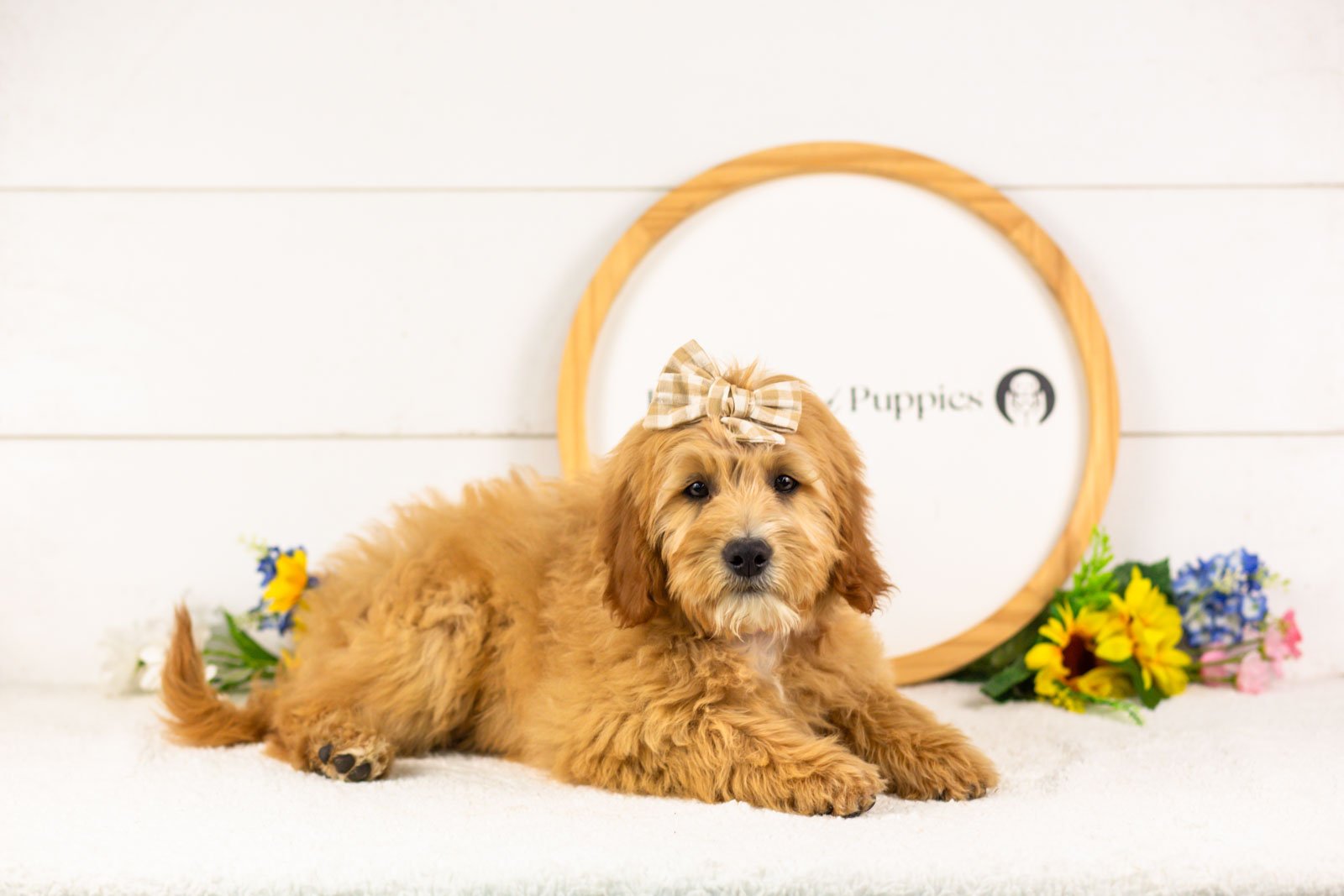 linda goldendoodle for sale(3).jpg