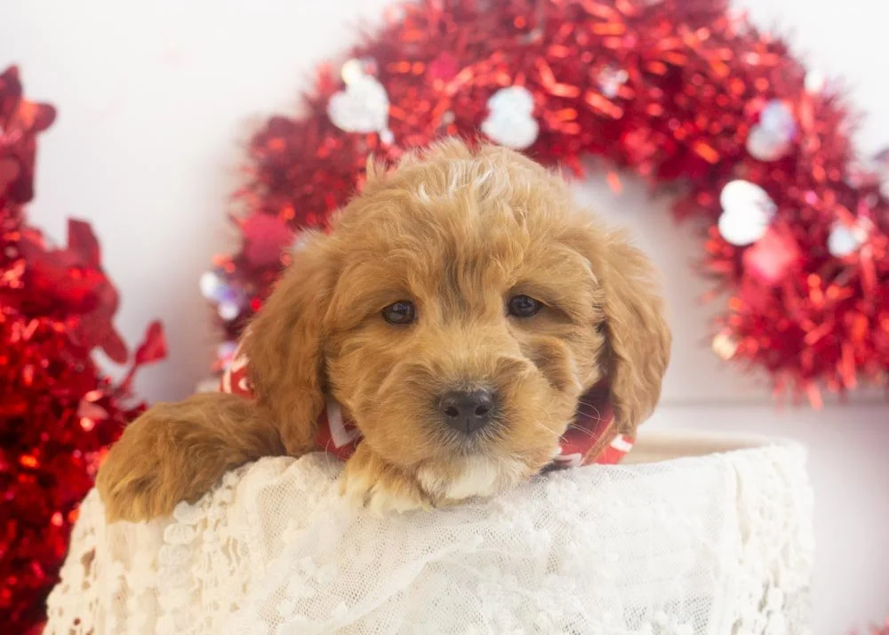 Boone goldendoodle for sale.jpg