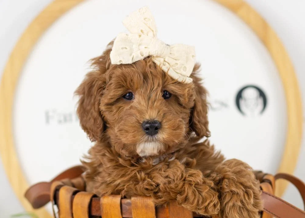 Valerie goldendoodle for sale.jpg