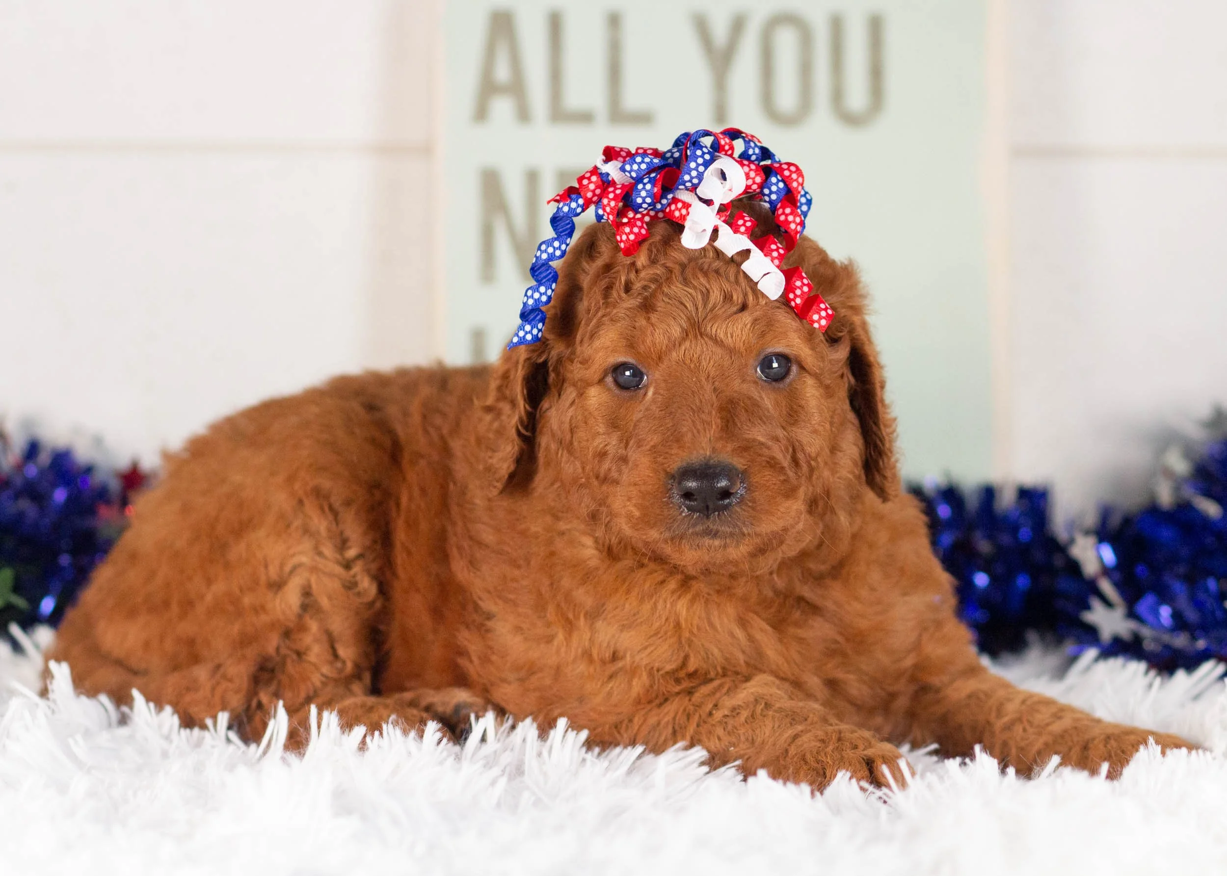 Reba Goldendoodle For sale(2).jpg