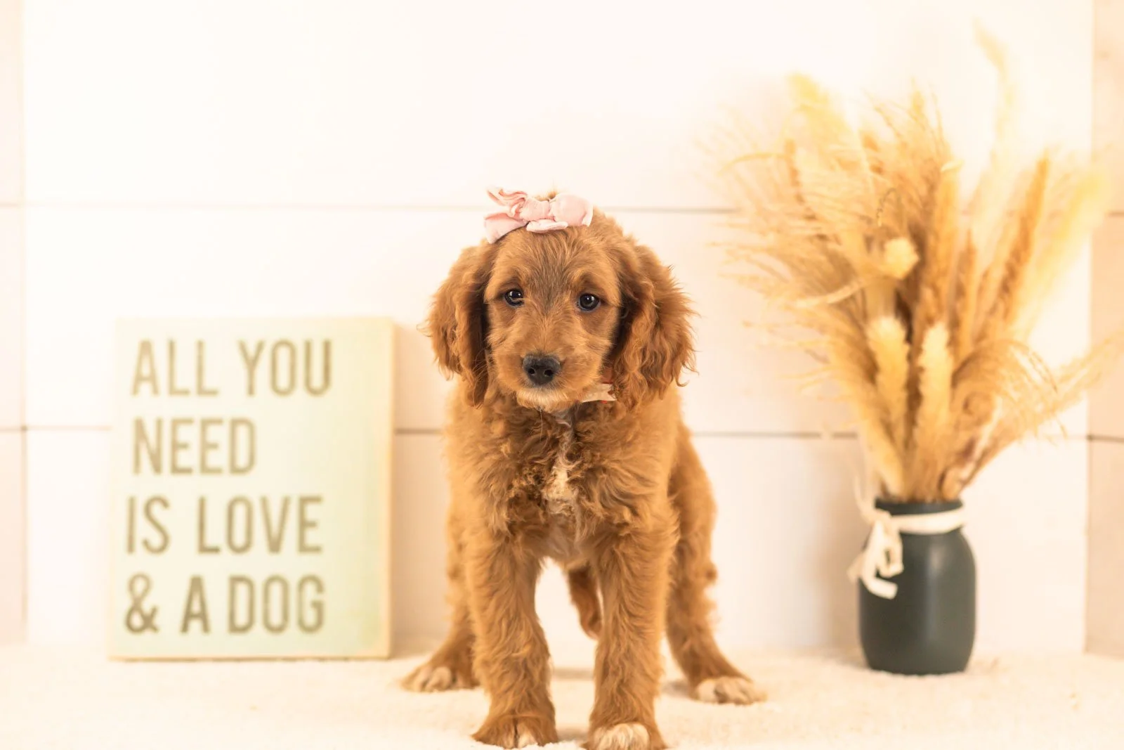 Odessa goldendoodle for sale(3).jpg