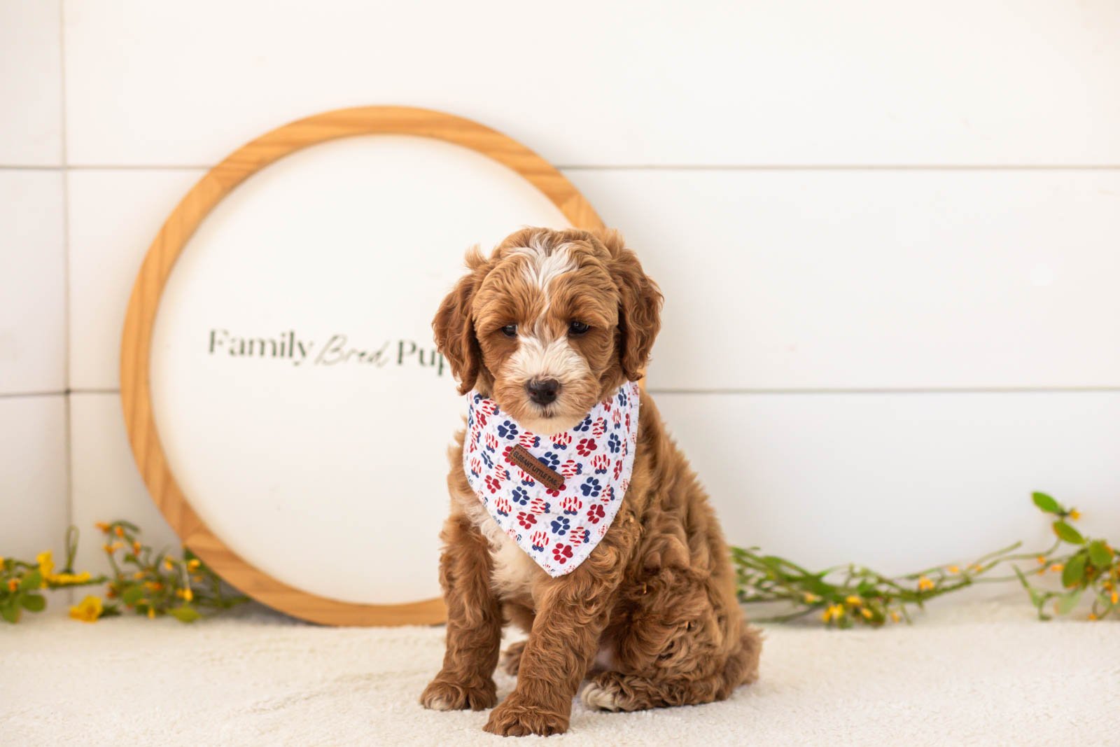 Mac goldendoodle for sale(1).jpg