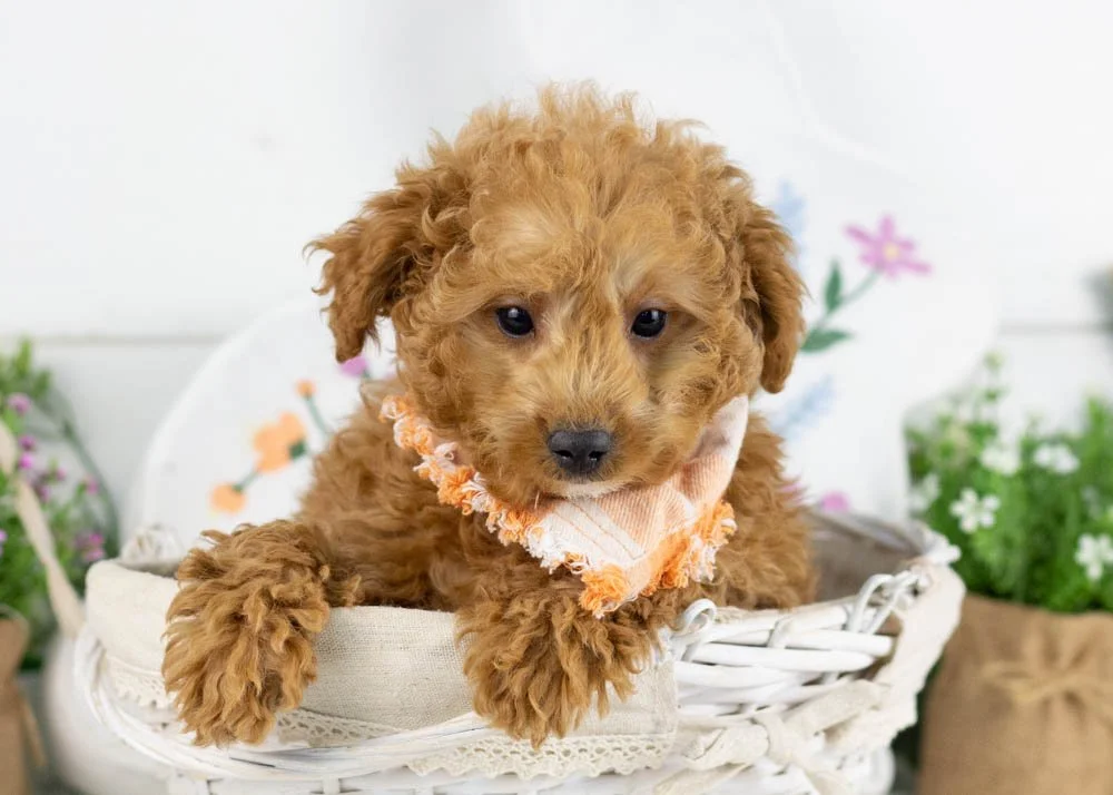 goldendoodle for sale