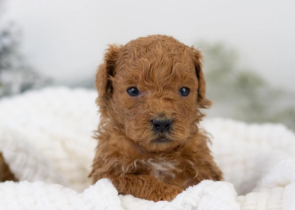 Bear goldendoodle for sale.jpg