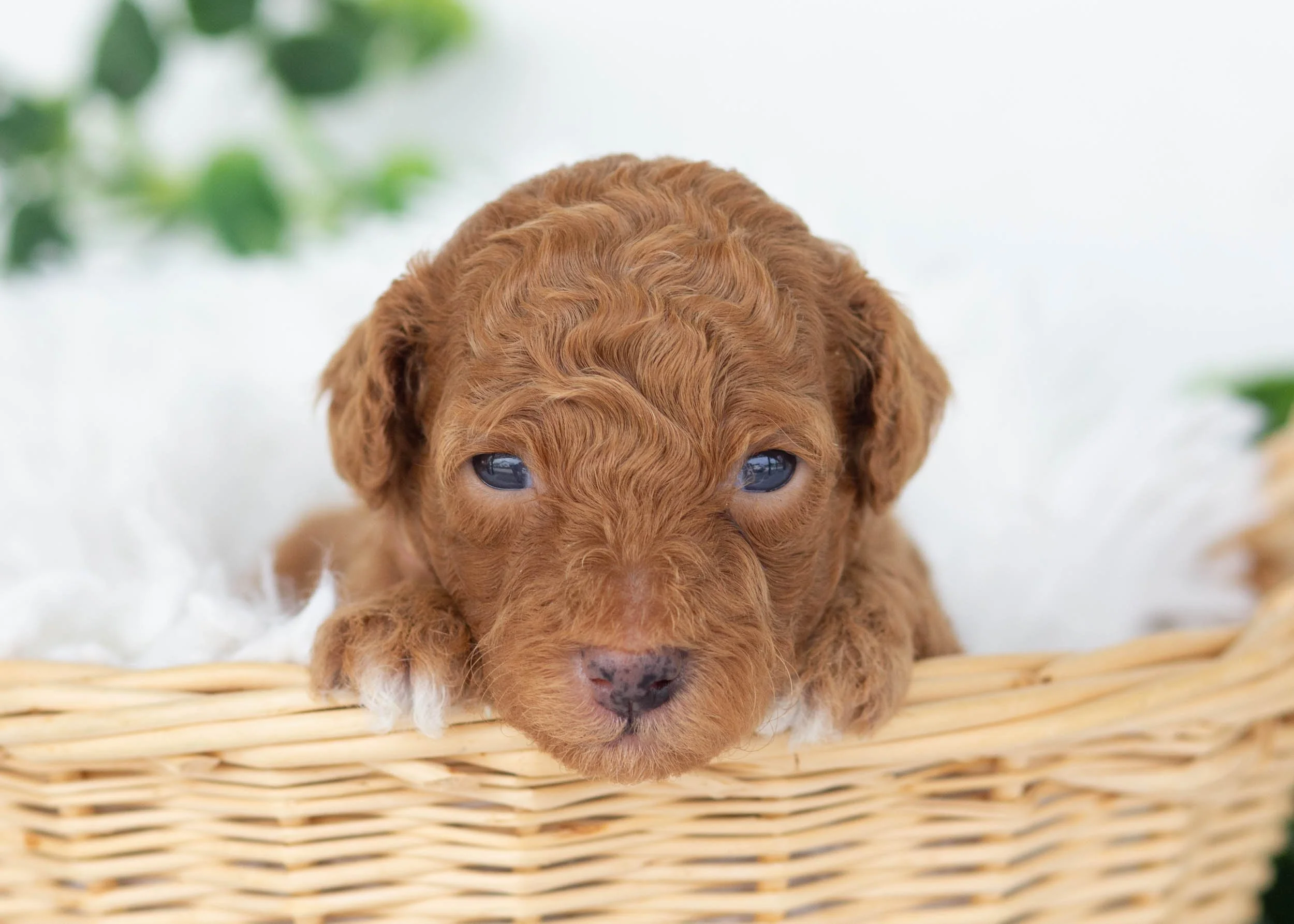 Vincent Goldendoodles for sale.jpg