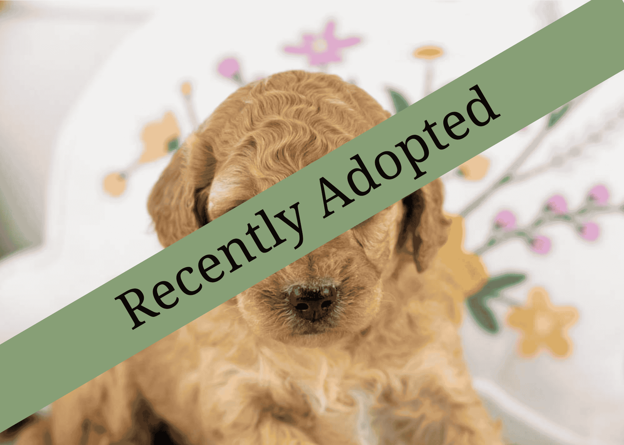 goldendoodle for sale