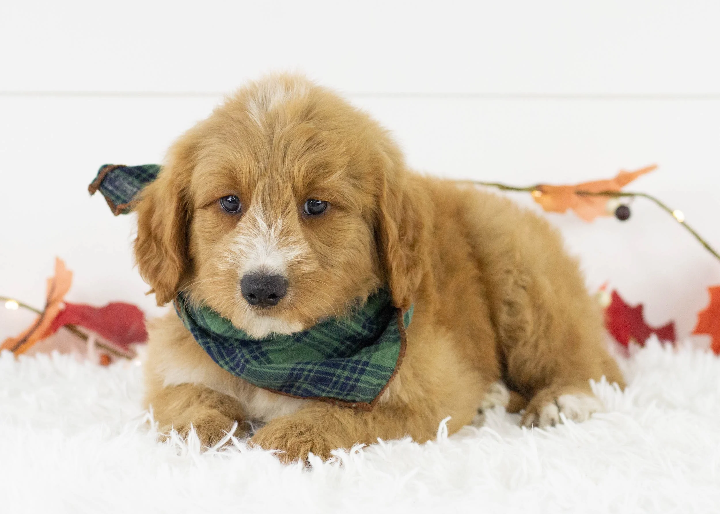 Lark goldendoodle for sale.jpg