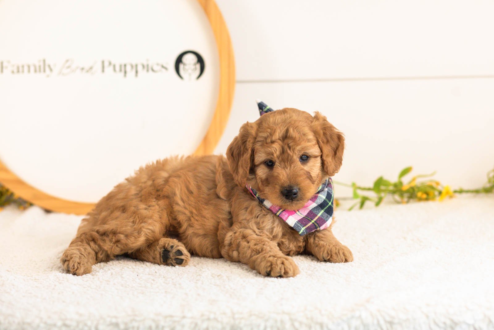 Reef goldendoodle for sale(1).jpg