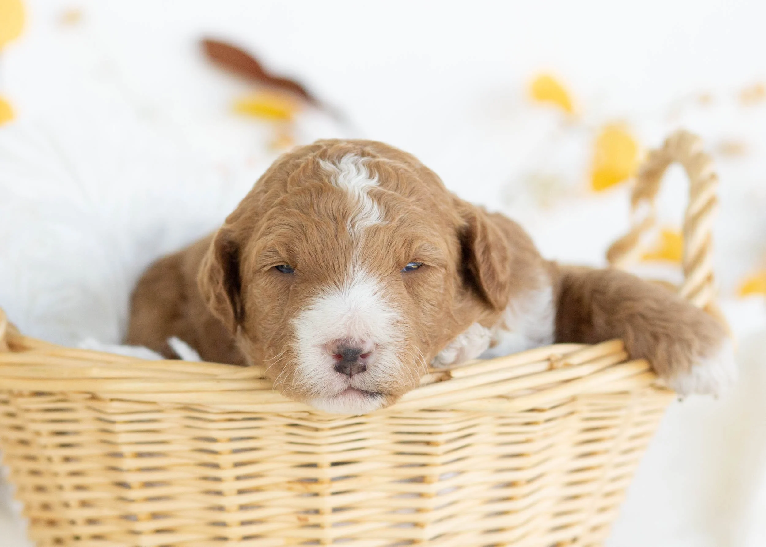 Dior goldendoodle for sale(3).jpg