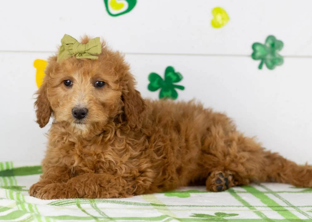 Lillian goldendoodle for sale(1).jpg