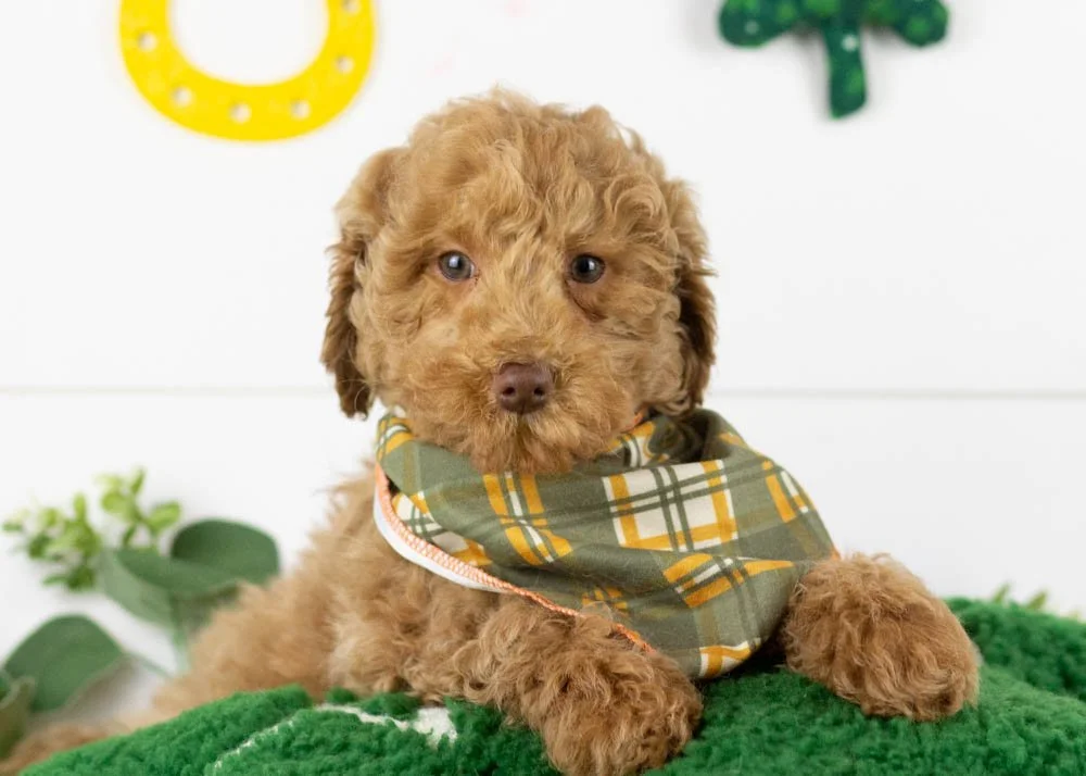 Doug 12-22-25 Texas 5. 8oz.jpg