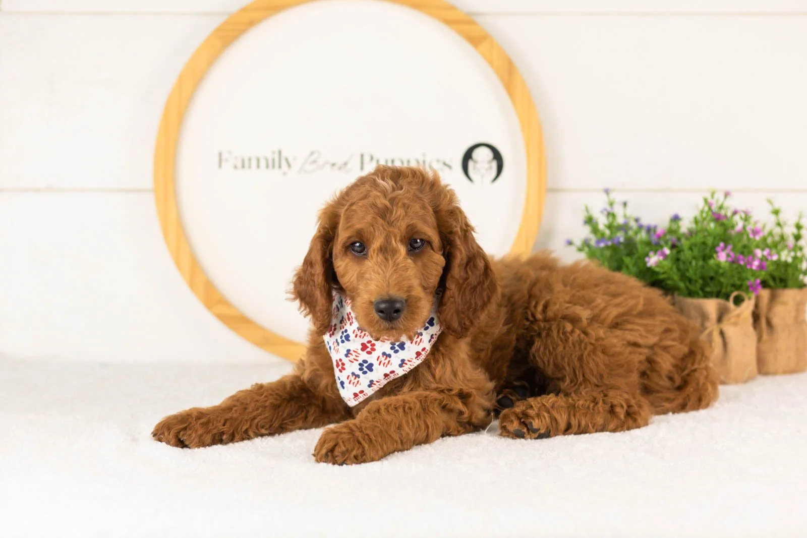 Zion goldendoodle for sale.jpg