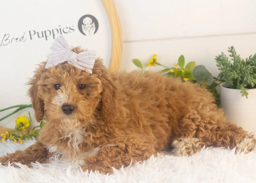 chilli goldendoodle for sale.jpg