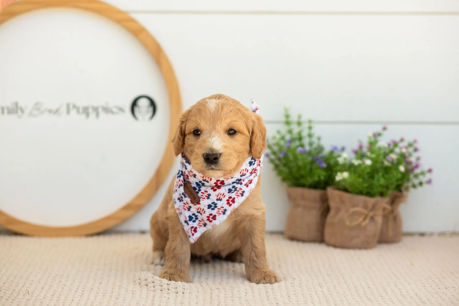 Sonny Goldendoodle for sale(1).jpg