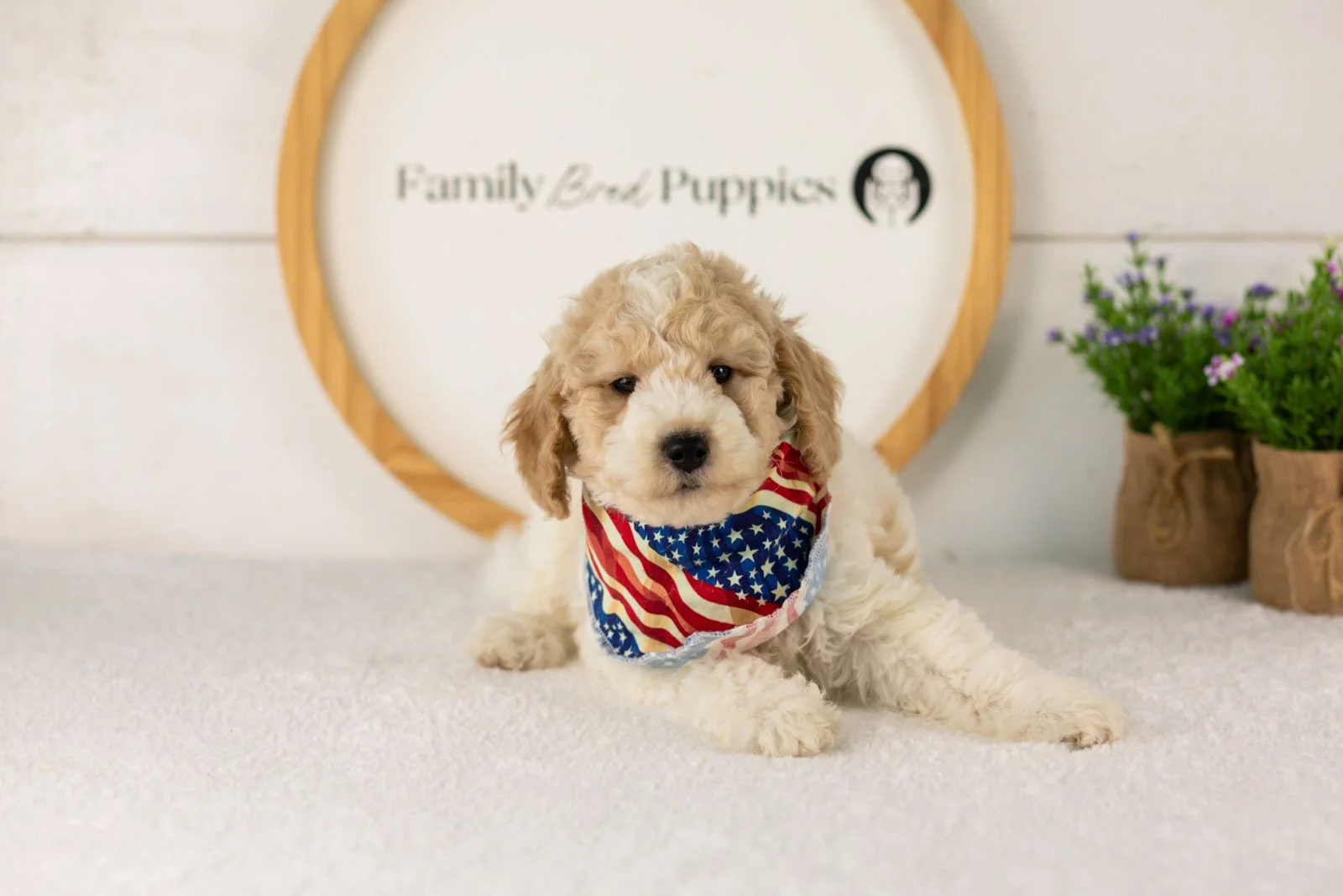 Dirby goldendoodle for sale.jpg