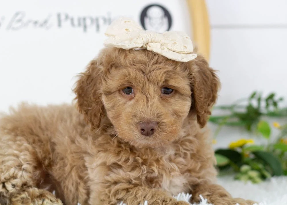 alabama goldendoodle for sale(2).jpg